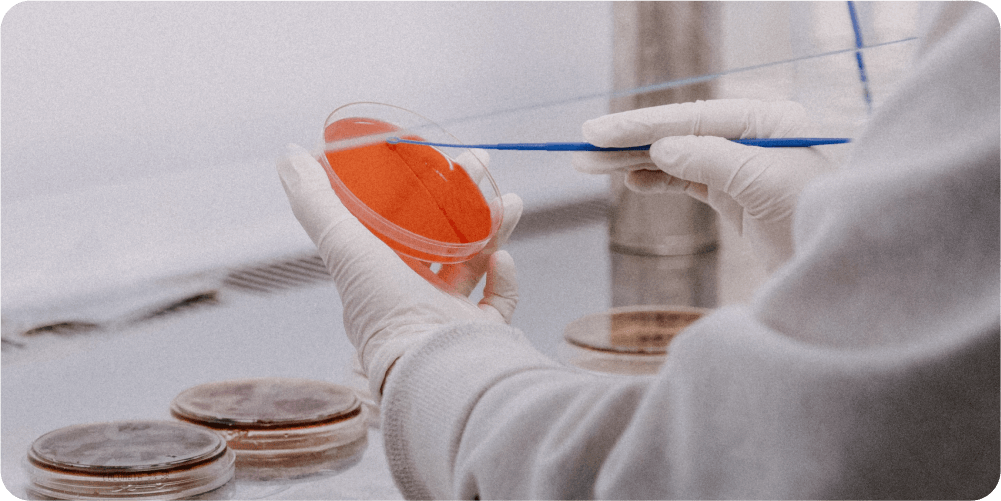 Учёный в перчатках работает в лаборатории, держа чашку Петри с красной питательной средой и используя синий инструмент. На столе видны другие чашки.